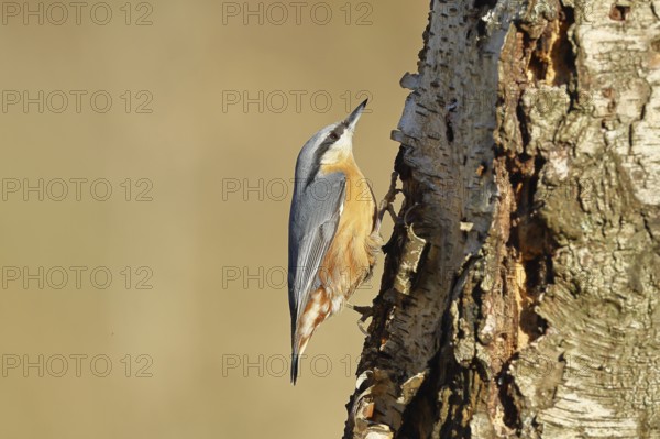 European nuthatch (Sitta europaea), on the trunk of a birch tree, Wilnsdorf, North Rhine-Westphalia, Germany