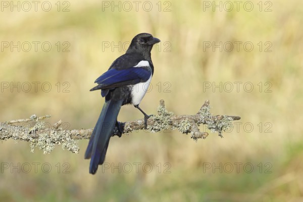 Magpie (Pica pica) sitting on a branch covered with lichens, corvids, nature photography, Wilnsdorf, North Rhine-Westphalia, Germany