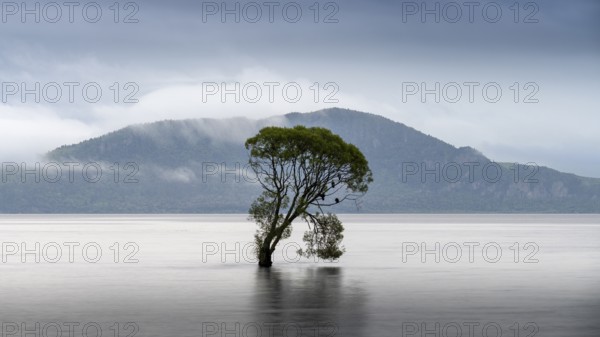 A single tree in Lake Taupo. Waikato, North Island, New Zealand