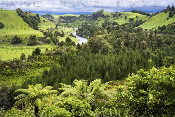 New Zealand landscape. View of the Whanganui River valley from Piriaka Lookout. Piriaka, Ruapehu District, North Island, New Zealand