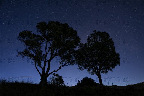 New Zealand Christmas tree (Metrosideros) . Two trees at night, sky with stars. Hahei, Coromandel Peninsula, Waikato, New Zealand