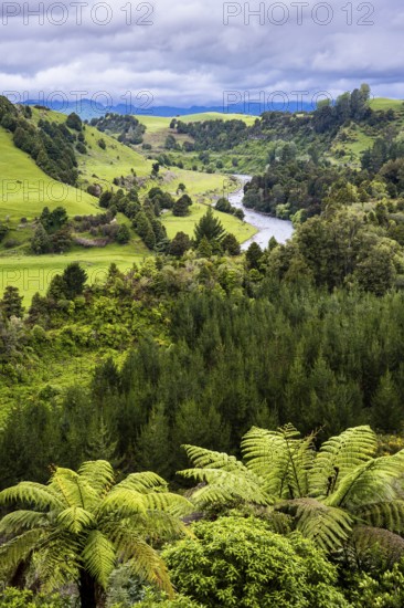New Zealand landscape. View of the Whanganui River valley from Piriaka Lookout. Piriaka, Ruapehu District, North Island, New Zealand