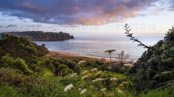 Landscape with sea and sandy beach in New Zealand. View of Hot Water Beach in the morning at sunrise. Hot Water Beach, Coromandel Peninsula, Waikato, New Zealand
