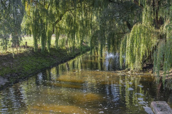 A quiet river surrounded by overhanging willow trees with a peaceful atmosphere, River Dinkel, Heek-Nienborg, Münsterland, North Rhine-Westphalia, Germany