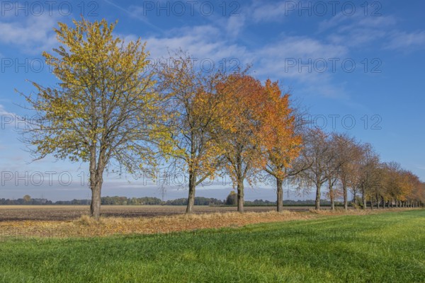 Tree avenue in autumn, autumn colors, Münsterland, North Rhine-Westphalia, Germany