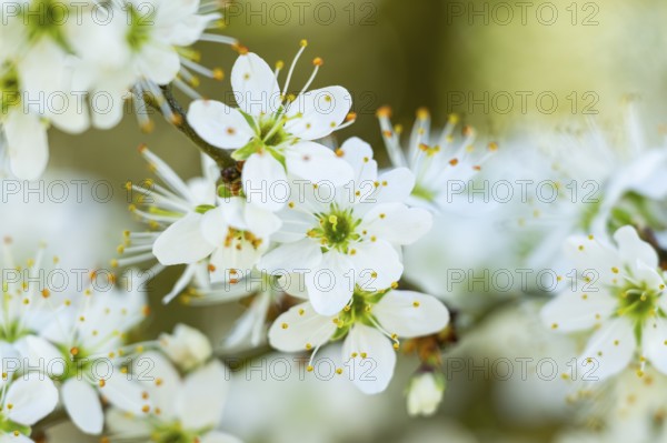 Blackthorn (Prunus spinosa) Blossoms flowering in spring, Bavaria, Germany, Europe, Helena, Neumarkt in der Oberpfalz, Bayern, Deutschland