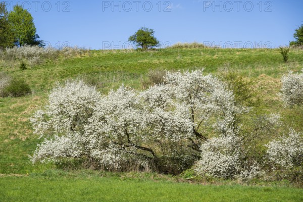 Blackthorn (Prunus spinosa) bushes flowering on a meadow in spring on a sunny day, Bavaria, Germany, Europe, Helena, Neumarkt in der Oberpfalz, Bayern, Deutschland