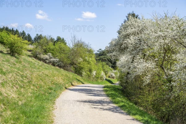 Blackthorn (Prunus spinosa) bushes flowering beside a little road in spring on a sunny day, Bavaria, Germany, Europe, Helena, Neumarkt in der Oberpfalz, Bayern, Deutschland