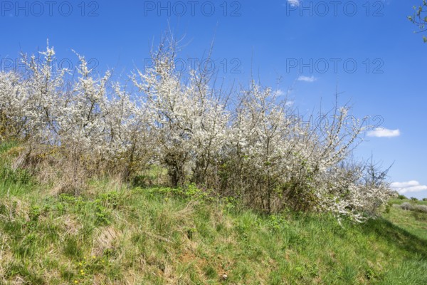Blackthorn (Prunus spinosa) bushes flowering on a meadow in spring on a sunny day, Bavaria, Germany