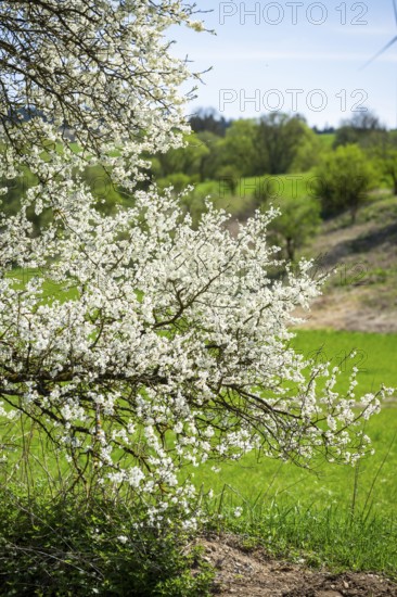 Blackthorn (Prunus spinosa) bushes flowering on a meadow in spring on a sunny day, Bavaria, Germany, Europe, Helena, Neumarkt in der Oberpfalz, Bayern, Deutschland