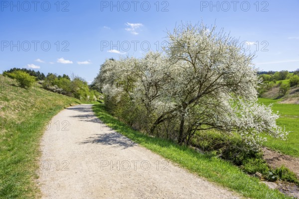 Blackthorn (Prunus spinosa) bushes flowering beside a little road in spring on a sunny day, Bavaria, Germany