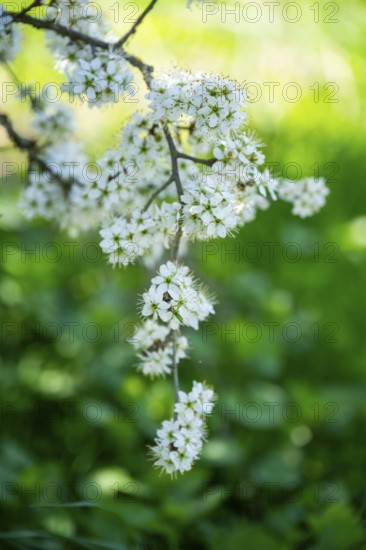 Blackthorn (Prunus spinosa) Blossoms flowering in spring, Bavaria, Germany, Europe, Helena, Neumarkt in der Oberpfalz, Bayern, Deutschland