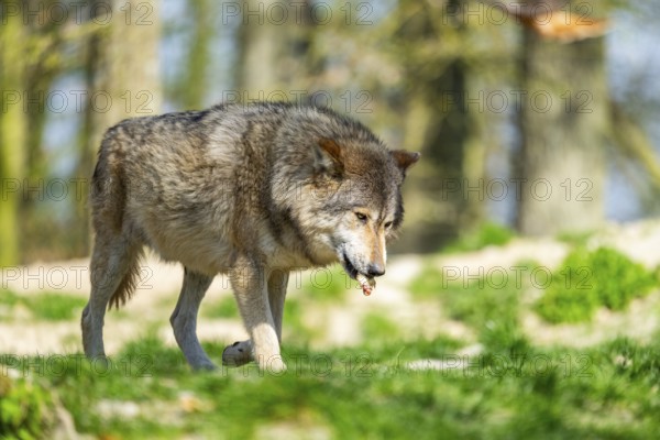 Eastern wolf (Canis lupus lycaon) walking on a meadow, Bavaria, Germany