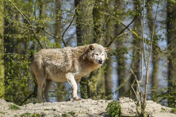 Eastern wolf (Canis lupus lycaon) standing on a little hill, Bavaria, Germany