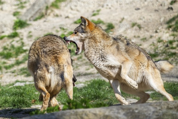 Eastern wolves (Canis lupus lycaon) arguing with each other, Bavaria, Germany
