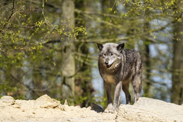 Eastern wolf (Canis lupus lycaon) sitting on a little hill, Bavaria, Germany