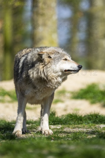 Eastern wolf (Canis lupus lycaon) standing on a meadow, Bavaria, Germany