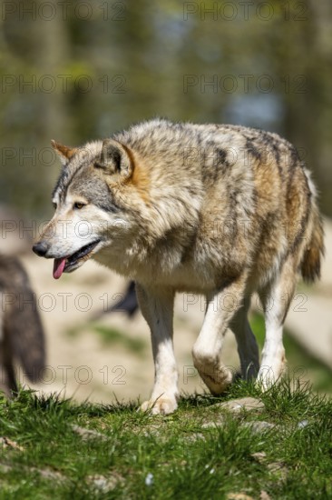 Eastern wolf (Canis lupus lycaon) walking on a meadow, Bavaria, Germany