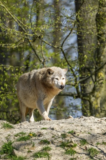 Eastern wolf (Canis lupus lycaon) standing on a little hill, Bavaria, Germany