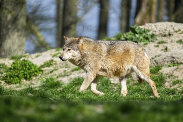 Eastern wolf (Canis lupus lycaon) walking on a meadow, Bavaria, Germany