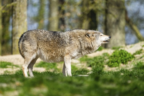 Eastern wolf (Canis lupus lycaon) standing on a meadow, Bavaria, Germany