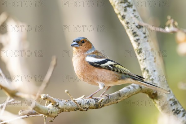 Eurasian chaffinch (Fringilla coelebs) male sitting on a branch, Bavaria, Germany