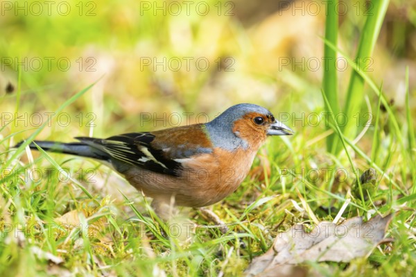 Eurasian chaffinch (Fringilla coelebs) male sitting on the ground, Bavaria, Germany