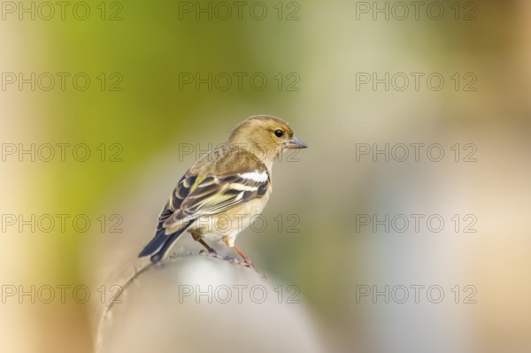 Eurasian chaffinch (Fringilla coelebs) sitting on a wood, Bavaria, Germany