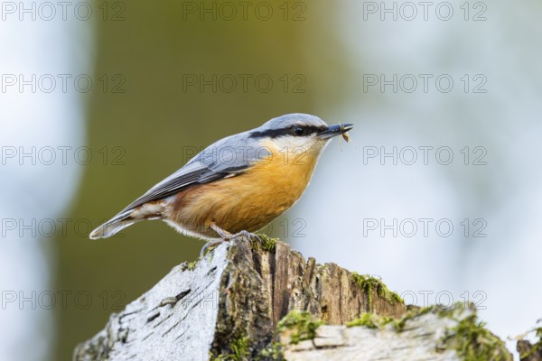 Eurasian nuthatch (Sitta europaea) sitting on a wood, Bavaria, Gernany