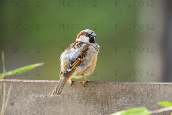 House sparrow (Passer domesticus) sitting on a wall, Bavaria, Germany