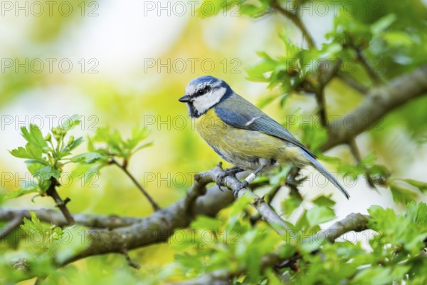 Eurasian blue tit (Cyanistes caeruleus) sitting on a branch, Bavaria, Germany