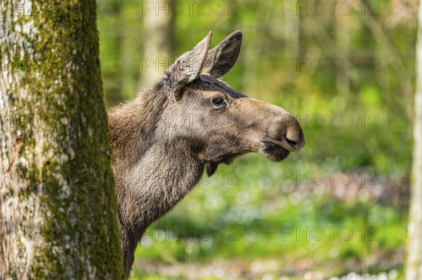 Eurasian elk (Alces alces) in a forest in early summer, Bavarian Forest National Park, Germany