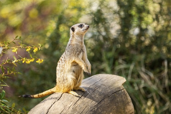 Meerkat (Suricata suricatta) standing sweet and curious on a tree trunk in the desert, captive, Germany