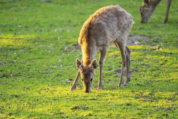 Sika deer (Cervus nippon) hind standing on a meadow, Bavaria, Germany