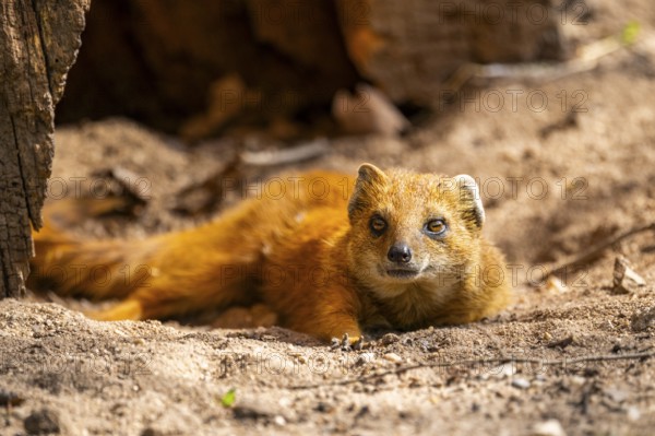 Close-up of a yellow mongoose (Cynictis penicillata) in spring, Germany