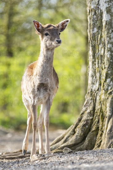 European fallow deer (Dama dama) doe in a forest, Bavaria, Germany