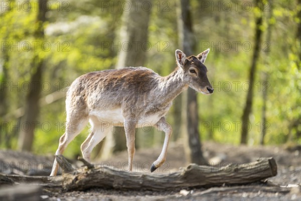 European fallow deer (Dama dama) doe in a forest, Bavaria, Germany