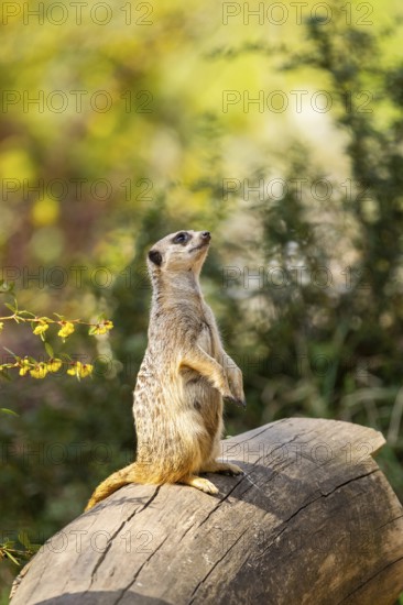Meerkat (Suricata suricatta) standing sweet and curious on a tree trunk in the desert, captive, Germany