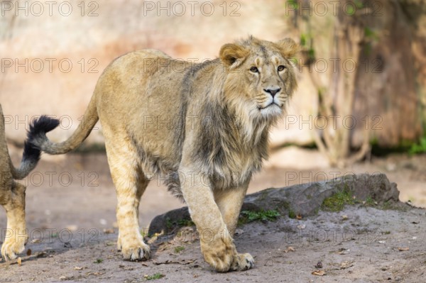 Asiatic lion (Panthera leo persica) walking on the ground, Germany