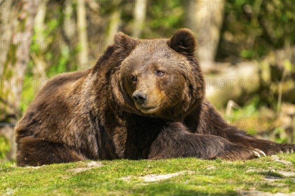 Eurasian brown bear (Ursus arctos arctos) lying on a rock, Bavaria, Germany