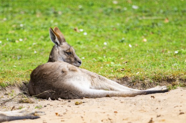 Eastern grey kangaroo (Macropus giganteus) on a meadow, captive, Germany