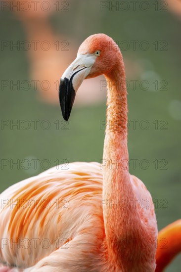 American flamingo (Phoenicopterus ruber), portrait in the water, Germany
