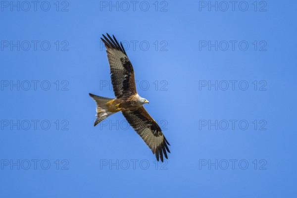 Red kite (Milvus milvus) flying in the sky, Bavaria, Germany