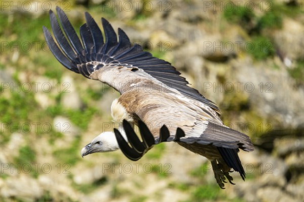 Eurasian griffon vulture (Gyps fulvus) flying over a meadow, Bavaria, Germany