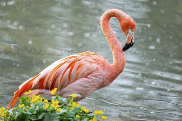American flamingo (Phoenicopterus ruber) standing in the water, Germany