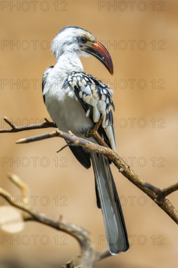 Mopanetoko (Tockus rufirostris) (Tockus erythrorhynchus rufirostris) sitting on a leafless branch, Germany