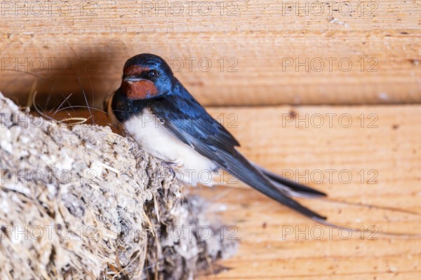 Barn swallow (Hirundo rustica) sitting on a nest, Bavaria, Germany