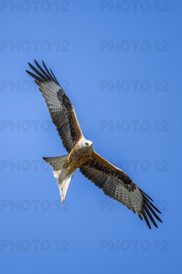 Red kite (Milvus milvus) flying in the sky, Bavaria, Germany