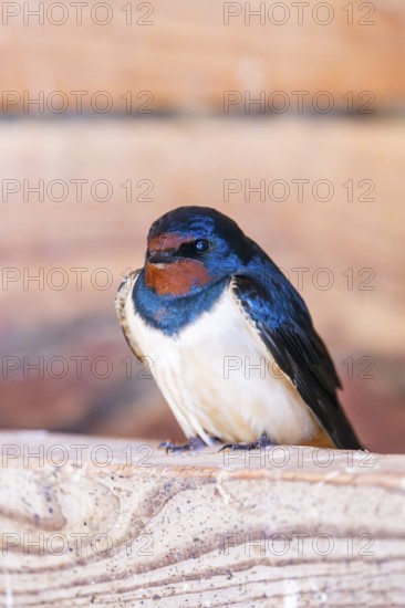 Barn swallow (Hirundo rustica) sitting on a wood, Bavaria, Germany
