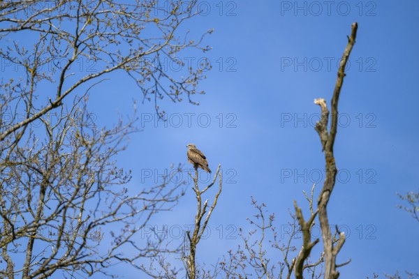Common buzzard (Buteo buteo) sitting on a tree, Bavaria, Germany